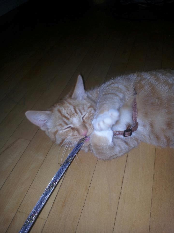 Blanding af racer Garfield billede 5