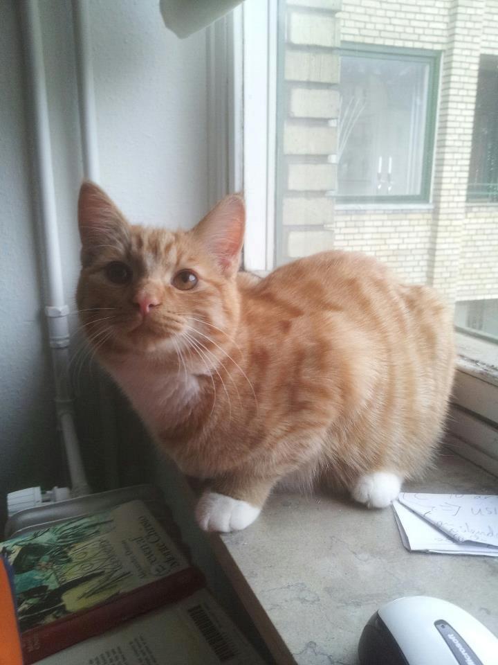 Blanding af racer Garfield billede 6