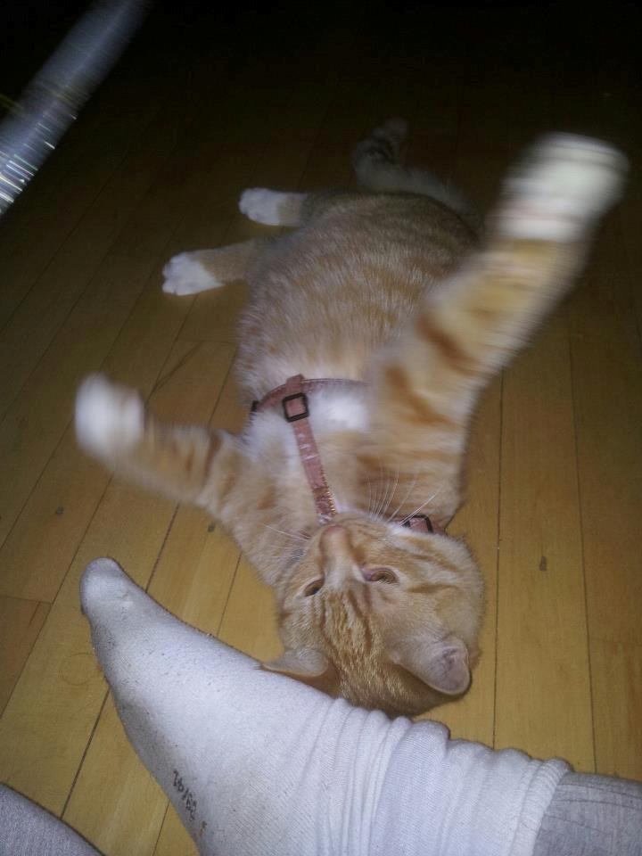 Blanding af racer Garfield billede 7