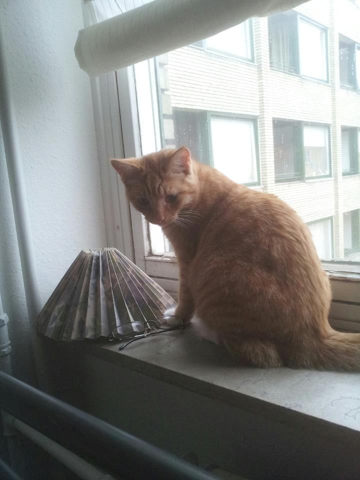 Blanding af racer Garfield billede 8