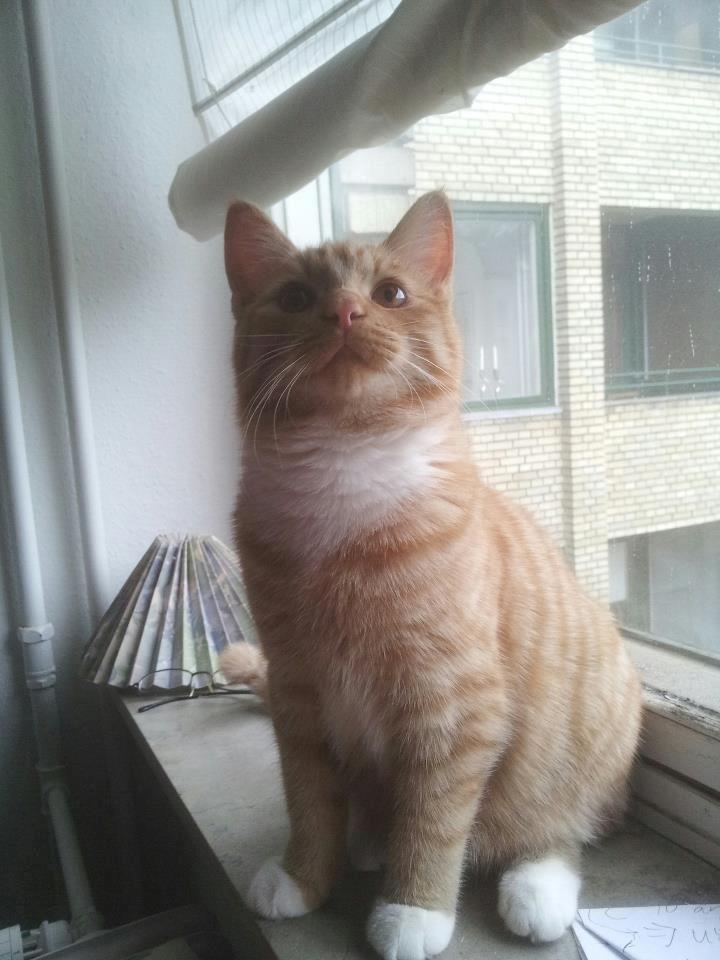 Blanding af racer Garfield billede 9