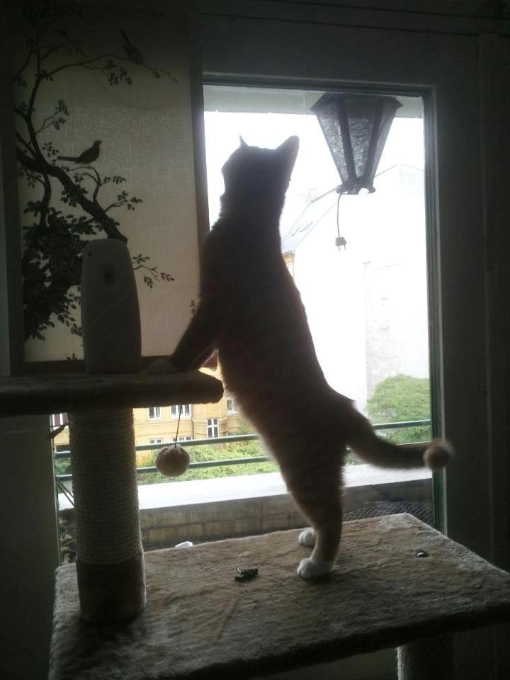 Blanding af racer Garfield billede 2