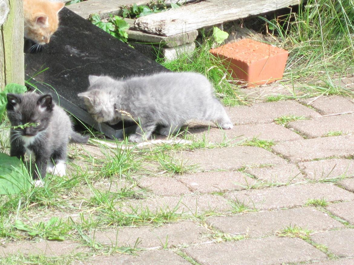 Huskat Victoria billede 8