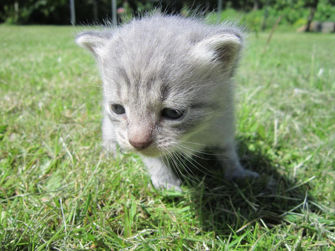 Huskat Victoria billede 4