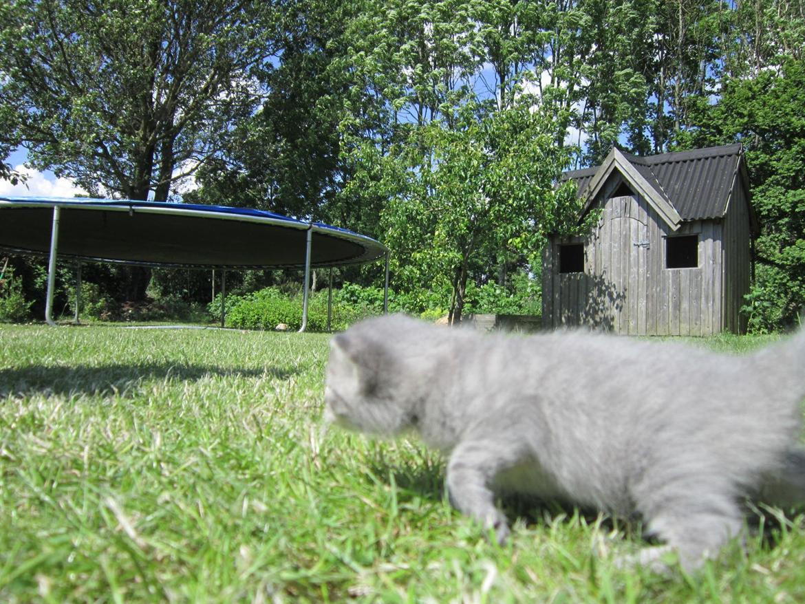 Huskat Victoria billede 17