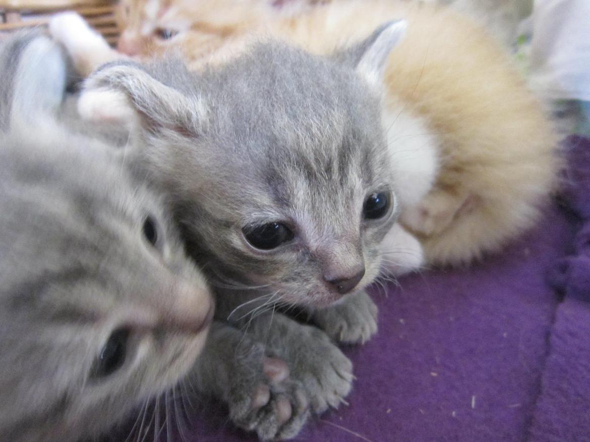 Huskat Victoria billede 5