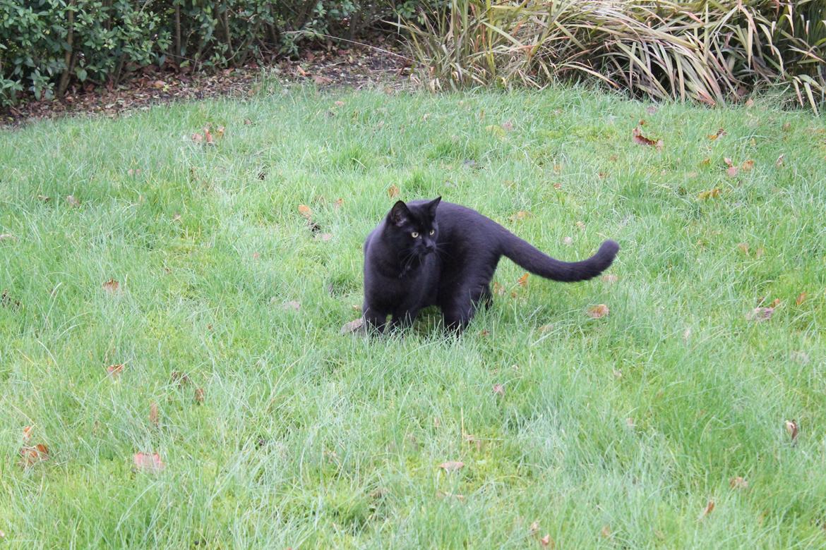 Blanding af racer Batman - På jagt i haven billede 16