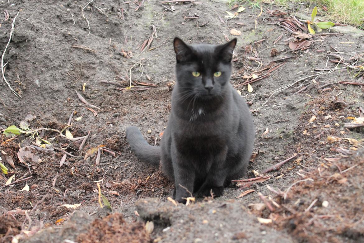 Blanding af racer Batman - Sidder og kigger billede 17