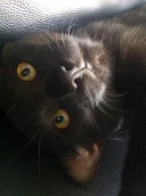 Blanding af racer Batman - I profil billede 18