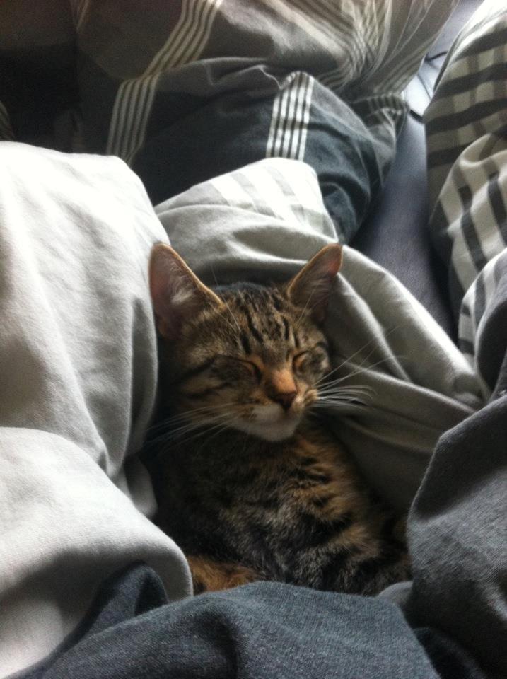 Blanding af racer Robin - Velkommen :) billede 1