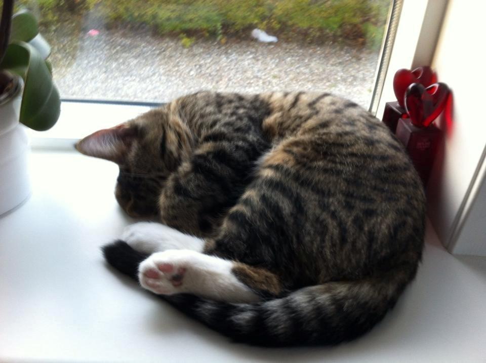 Blanding af racer Robin - Putter i vindueskarmen billede 2