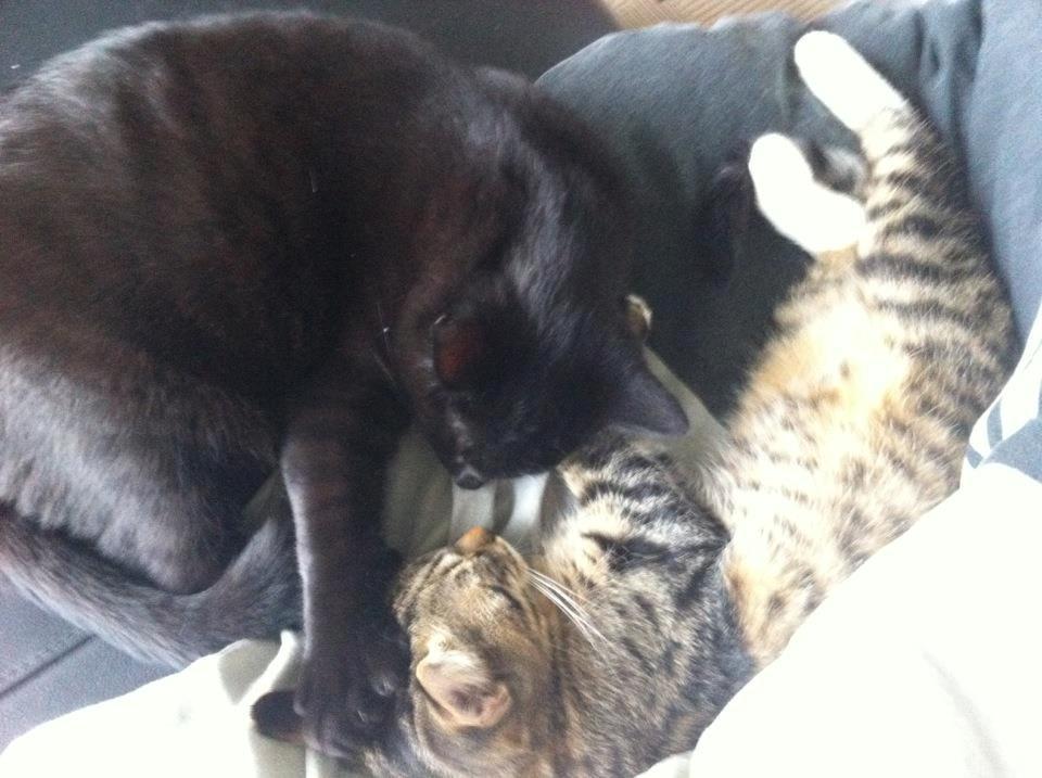 Blanding af racer Robin - Ligger sammen med Batman billede 3