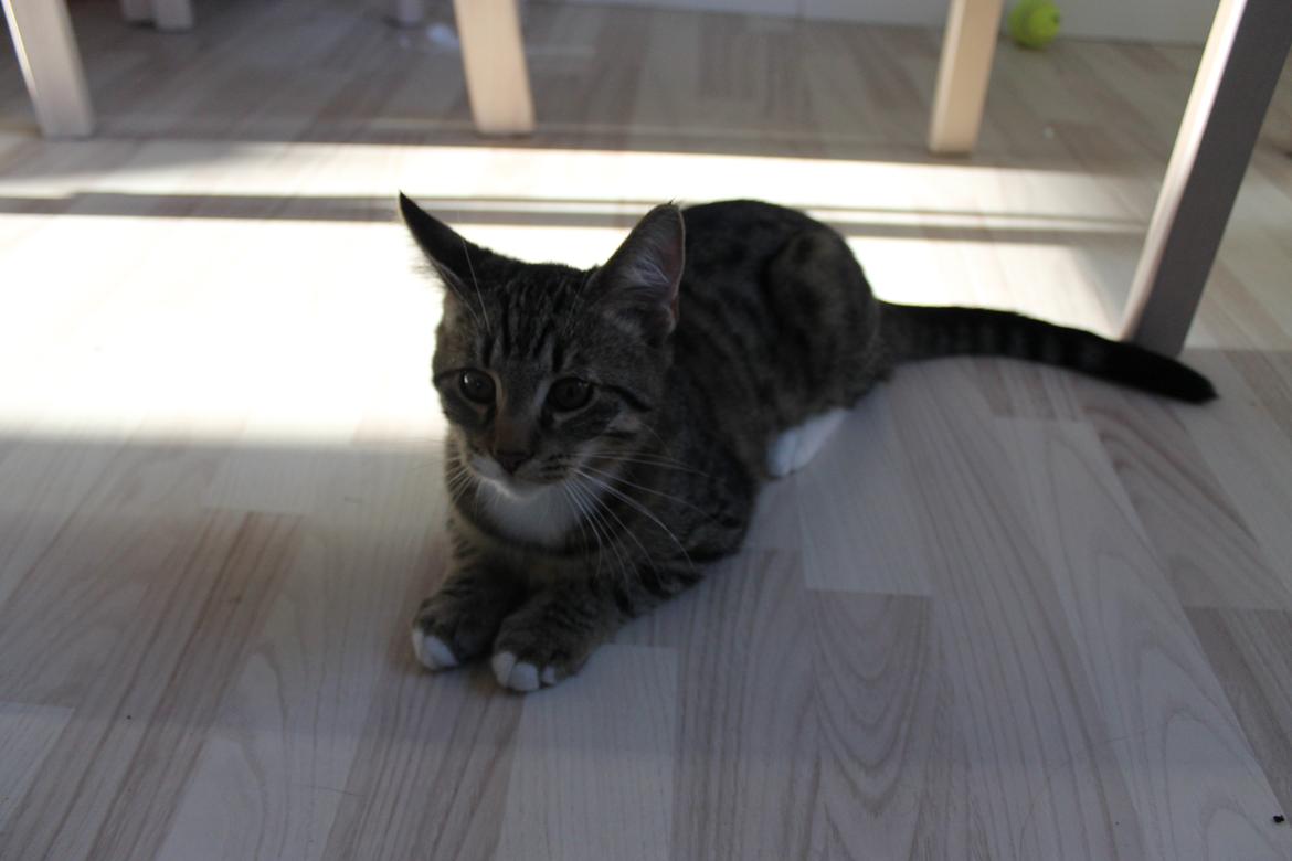 Blanding af racer Robin - Lige fået ham. 16 uger. billede 4