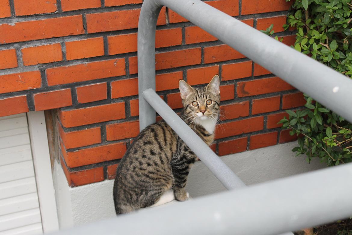 Blanding af racer Robin - Ved at lære at gå udenfor uden sele. Det nyder han. billede 5