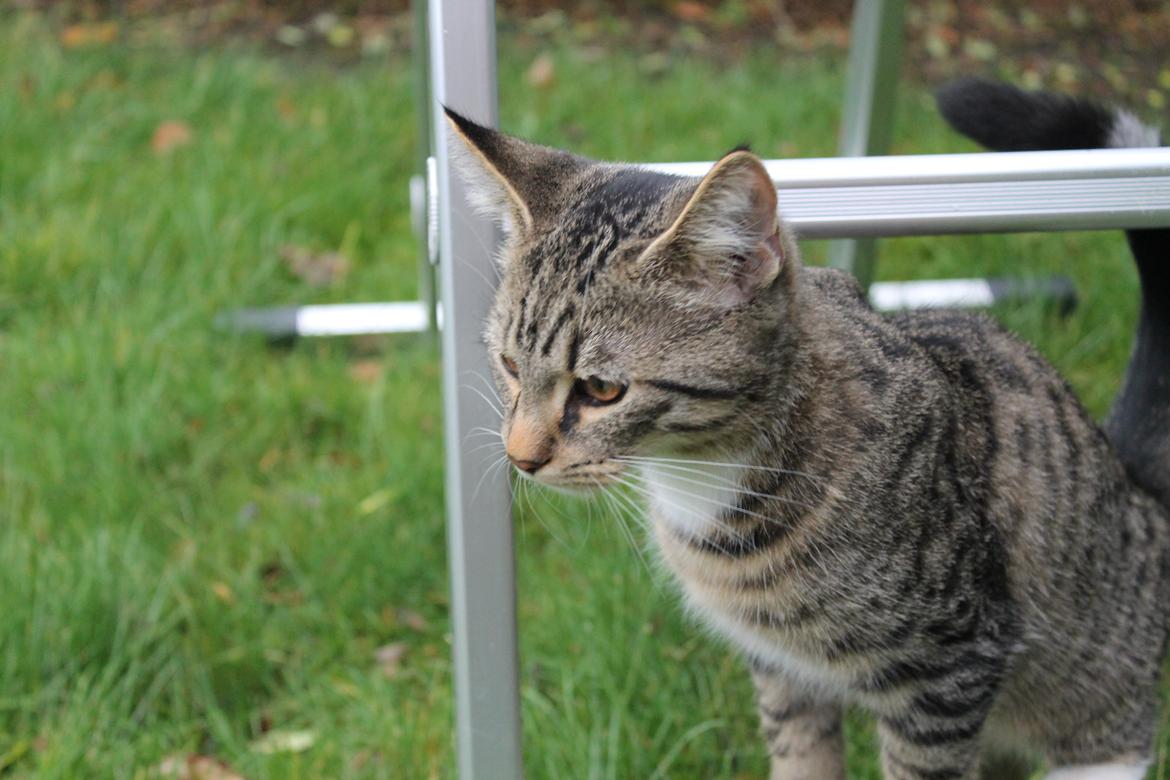 Blanding af racer Robin - Meget nysgerig. billede 6