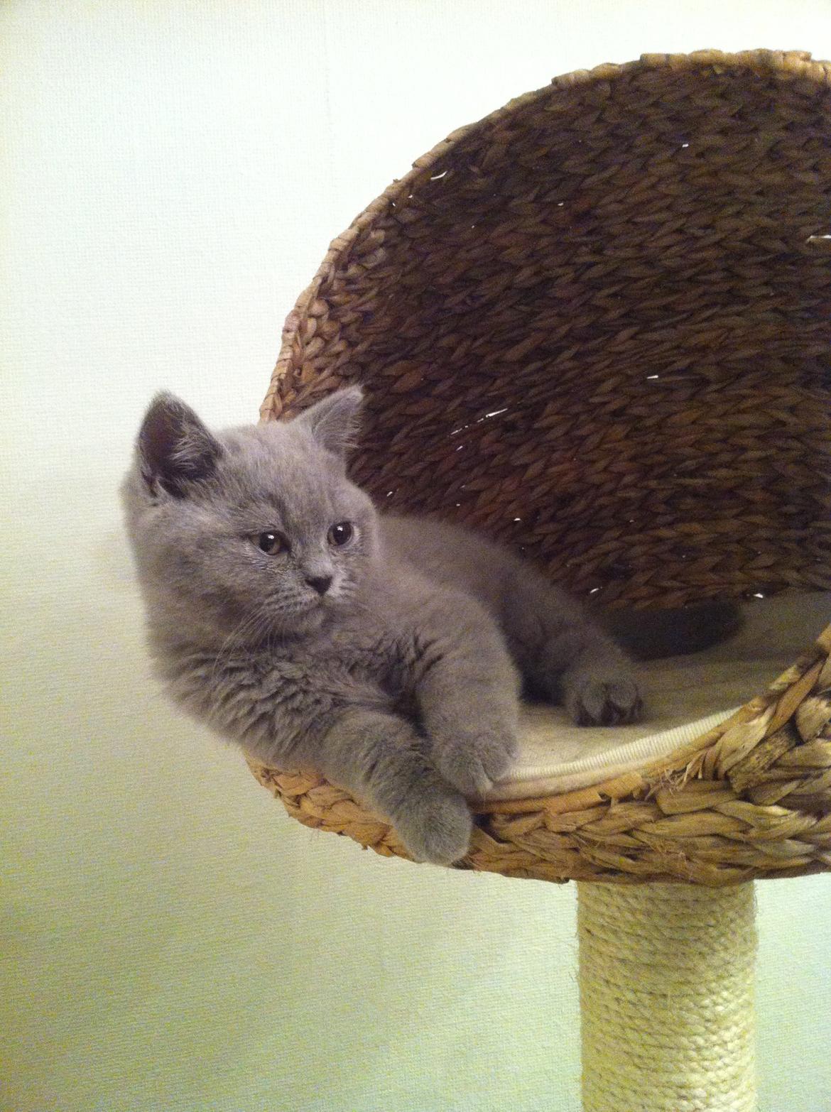 British Shorthair Flemming billede 9