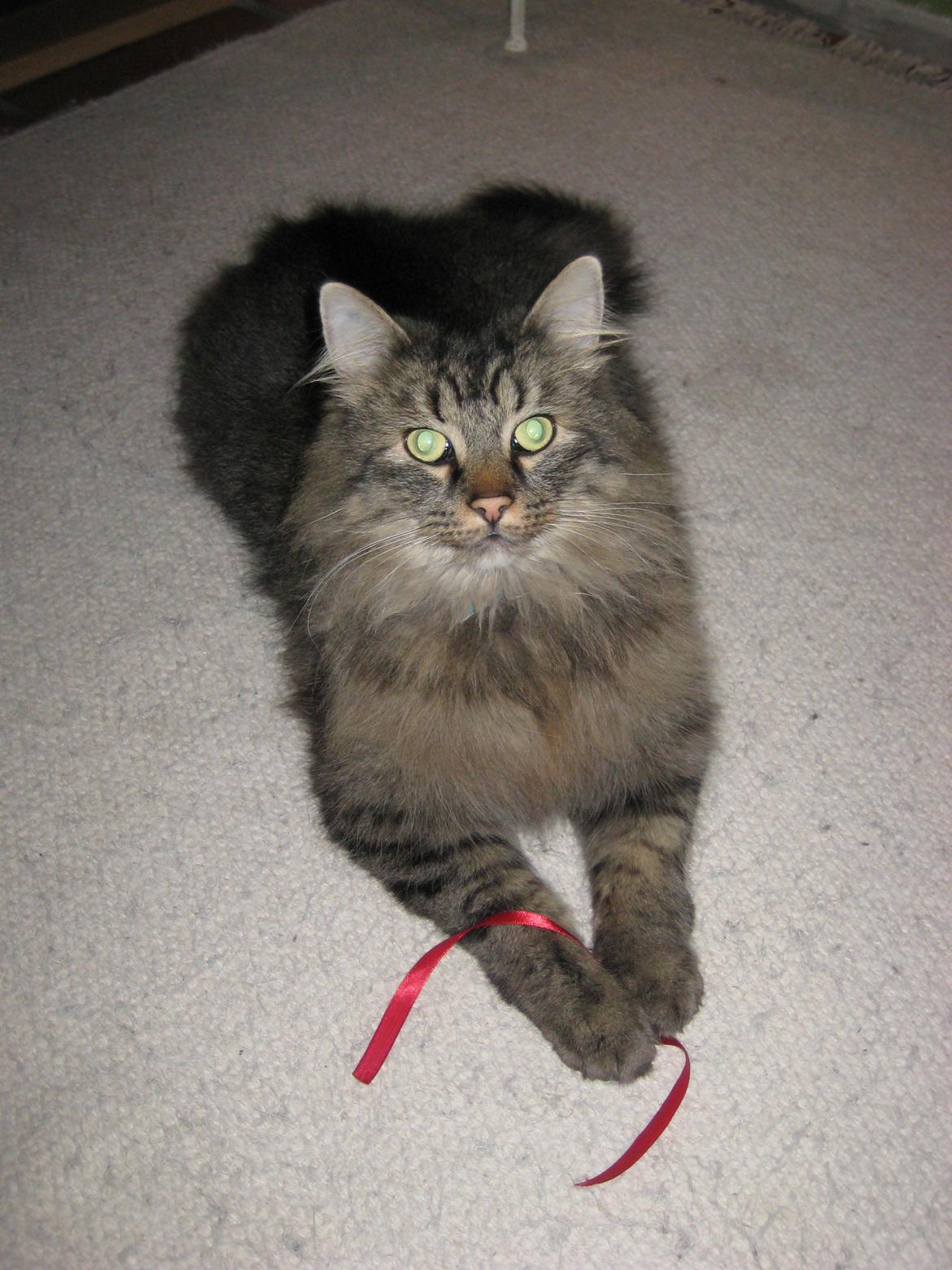 Norsk Skovkat Otto billede 8