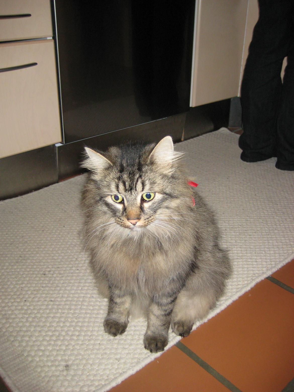 Norsk Skovkat Otto billede 9