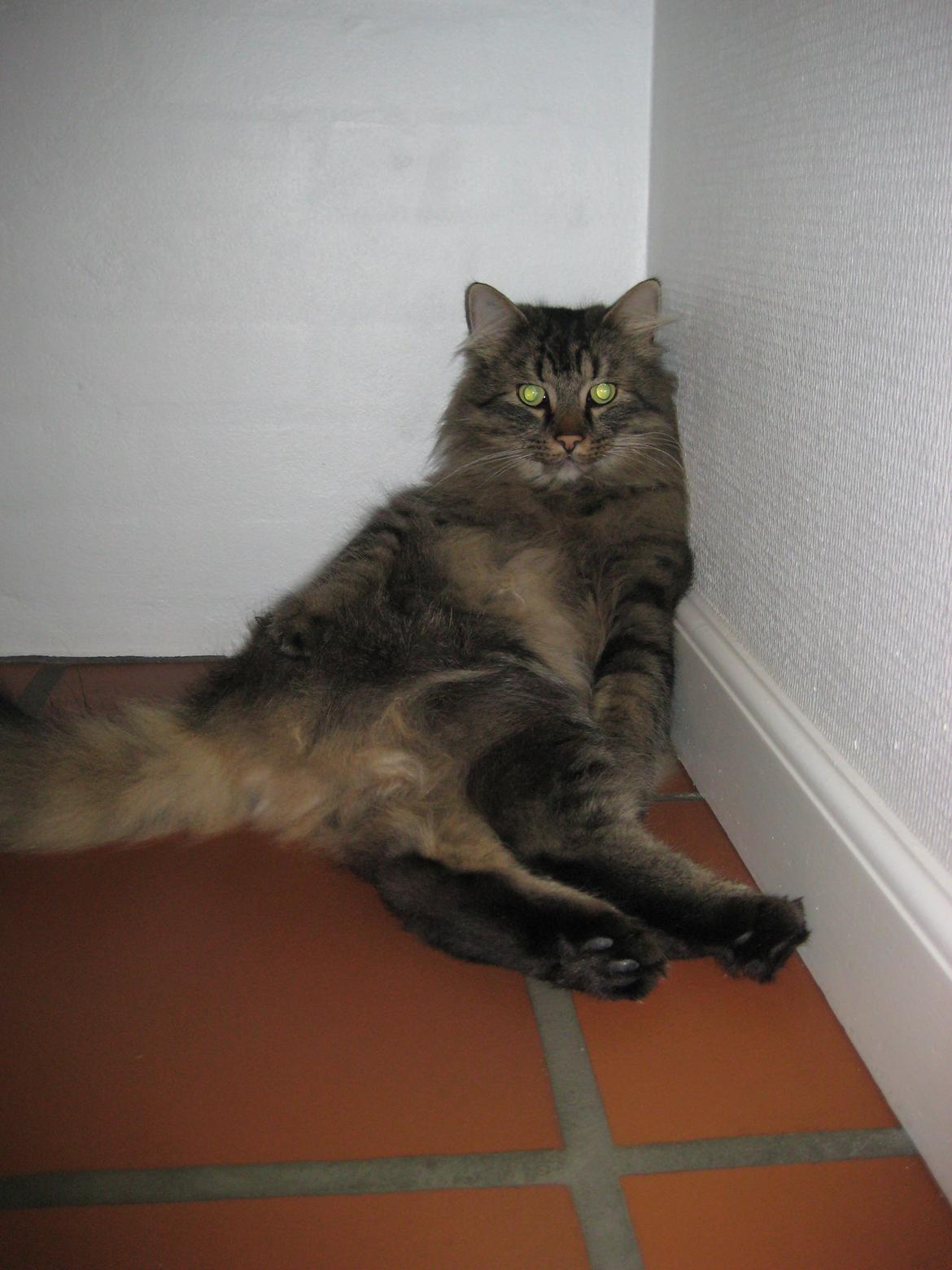 Norsk Skovkat Otto billede 10