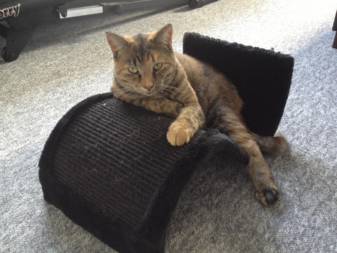 Blanding af racer Bodil billede 19