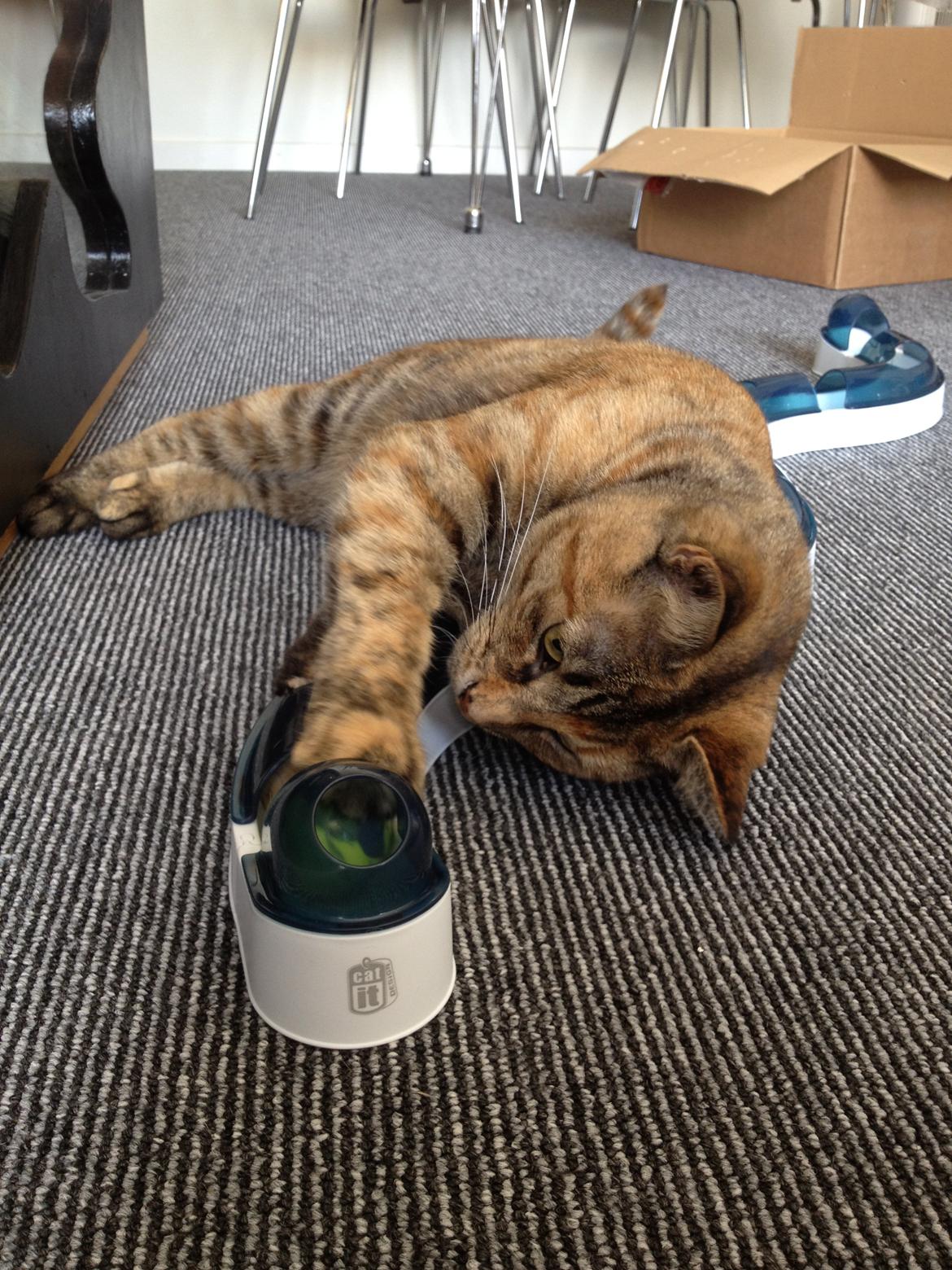 Blanding af racer Bodil billede 20