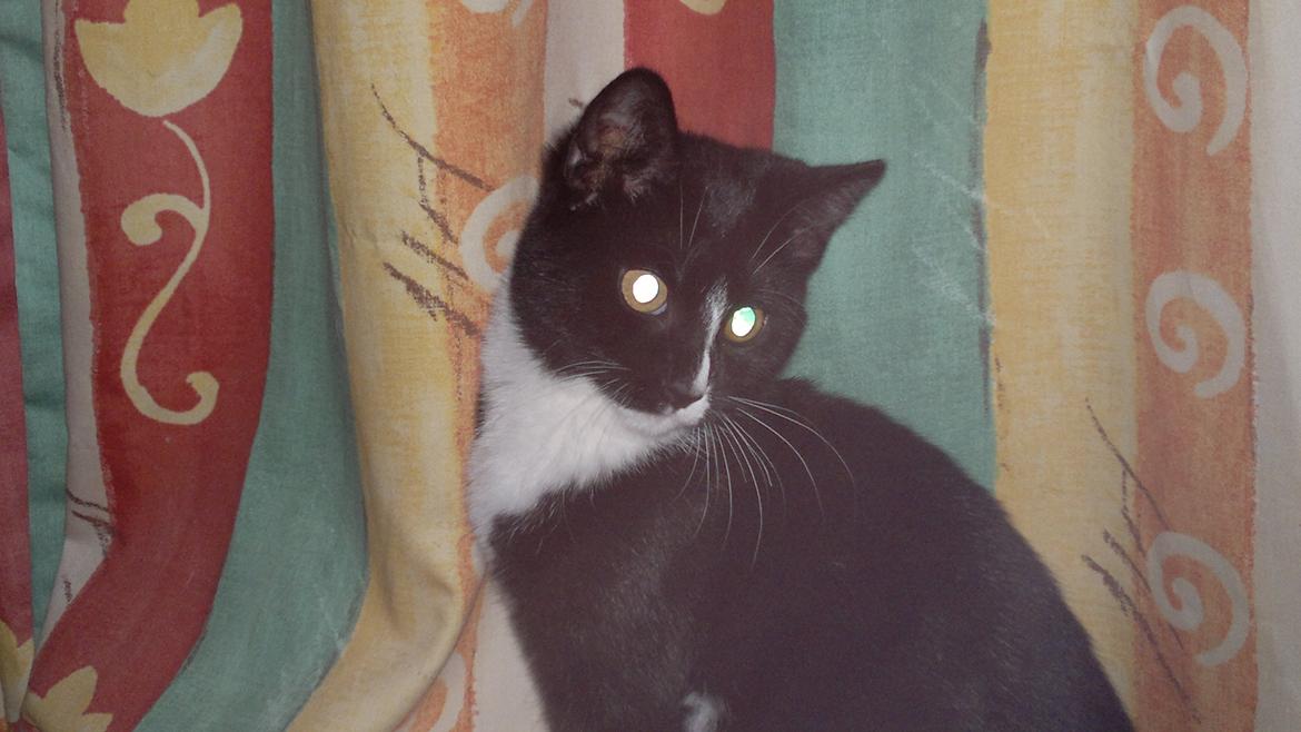 Huskat Niko billede 14
