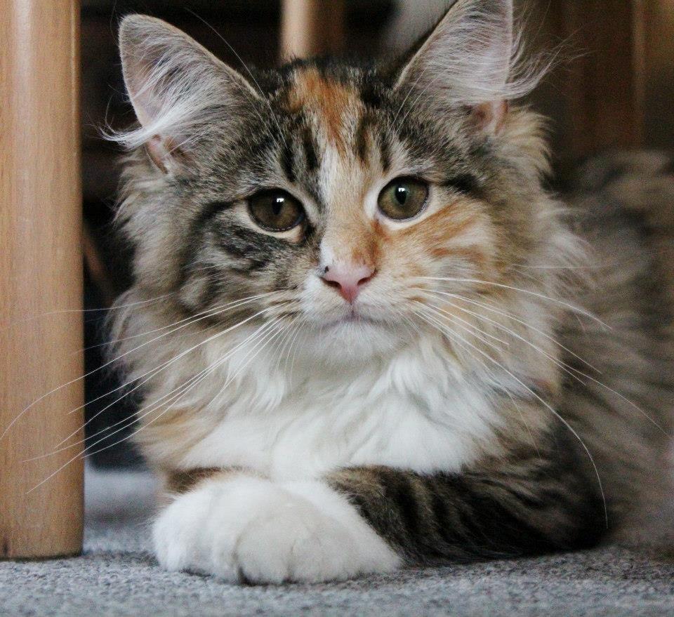 Maine Coon Fnuggi Tidl. kat billede 6