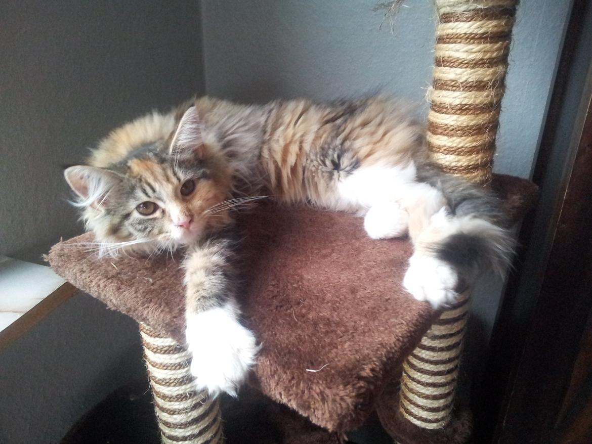 Maine Coon Fnuggi Tidl. kat billede 7