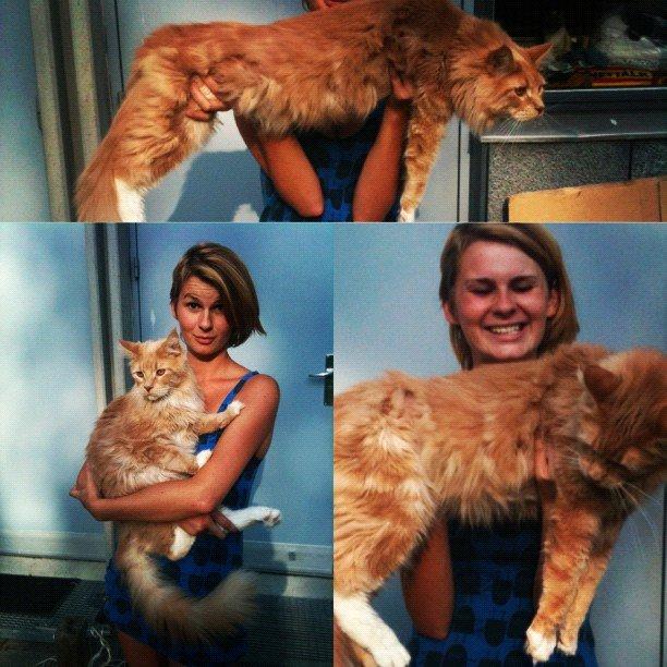 Maine Coon DK Abbycoon's Dizel *Fatuus* - Juli 2012  billede 9