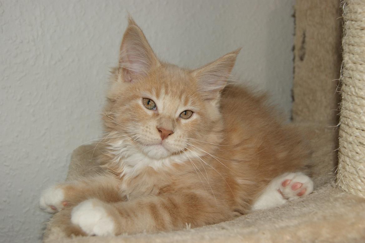 Maine Coon DK Abbycoon's Dizel *Fatuus* - Killingebillede fra opdrætter billede 14