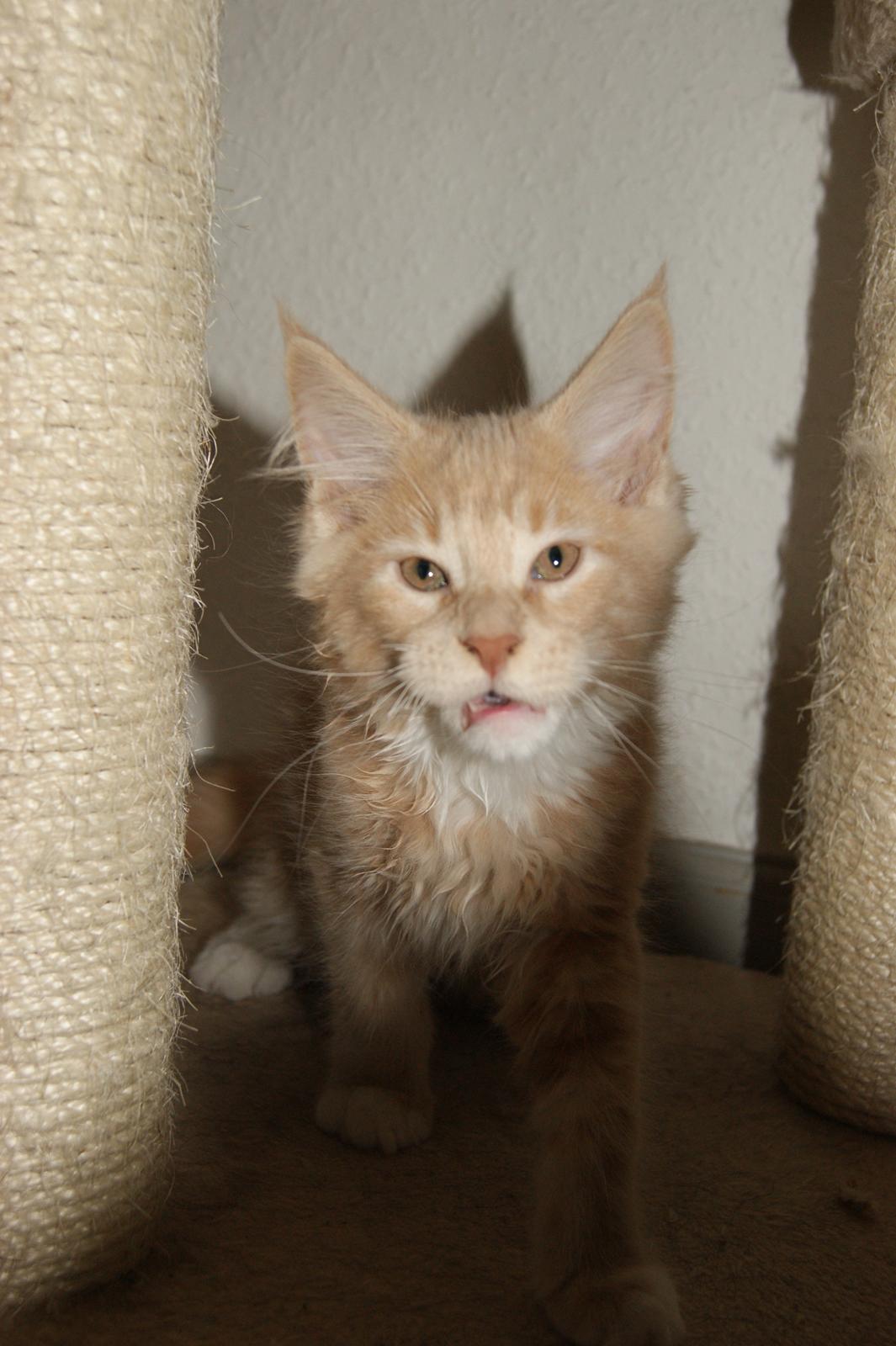 Maine Coon DK Abbycoon's Dizel *Fatuus* - Killingebillede fra opdrætter billede 15