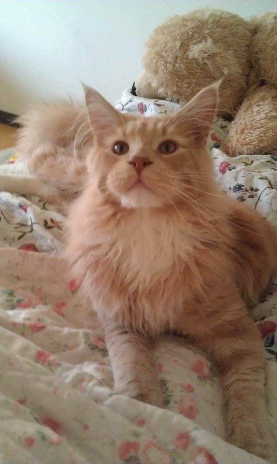 Maine Coon DK Abbycoon's Dizel *Fatuus* - 2011 billede 13