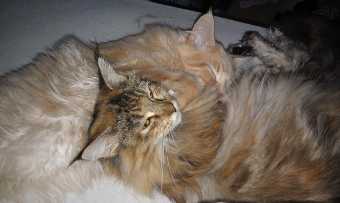 Maine Coon DK Abbycoon's Dizel *Fatuus* - 2011 - Fatuus og Gaia billede 12