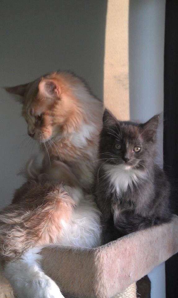 Maine Coon DK Abbycoon's Dizel *Fatuus* - 2012 - Fatuus med Luas killing, Kenobi billede 10