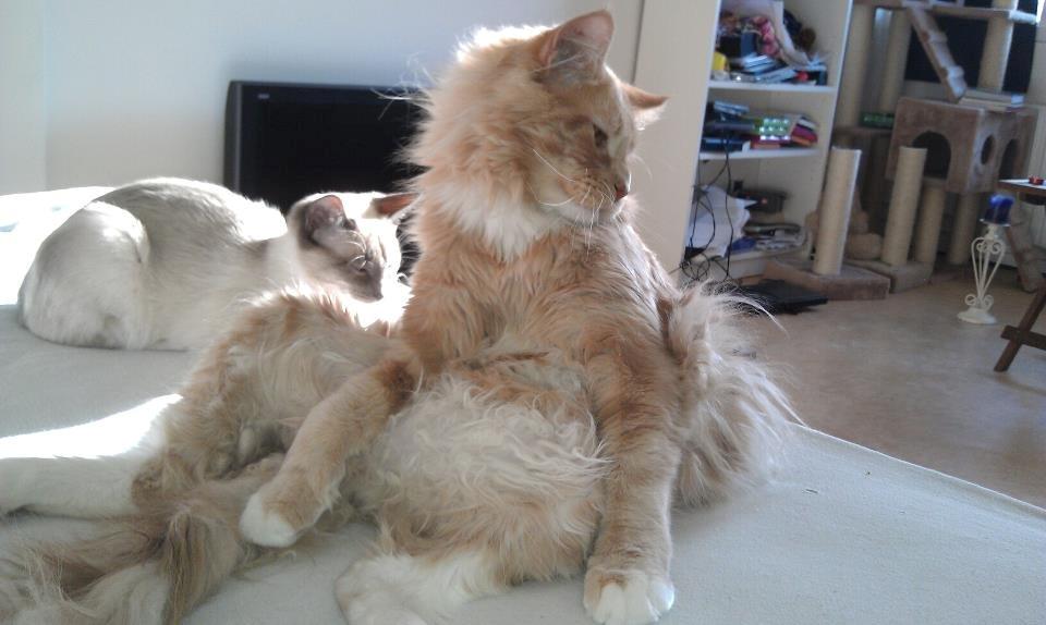 Maine Coon DK Abbycoon's Dizel *Fatuus* - 2011 billede 11