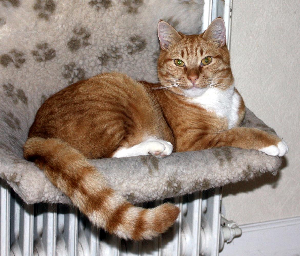 Huskat Røde Lasse Døllehus billede 19