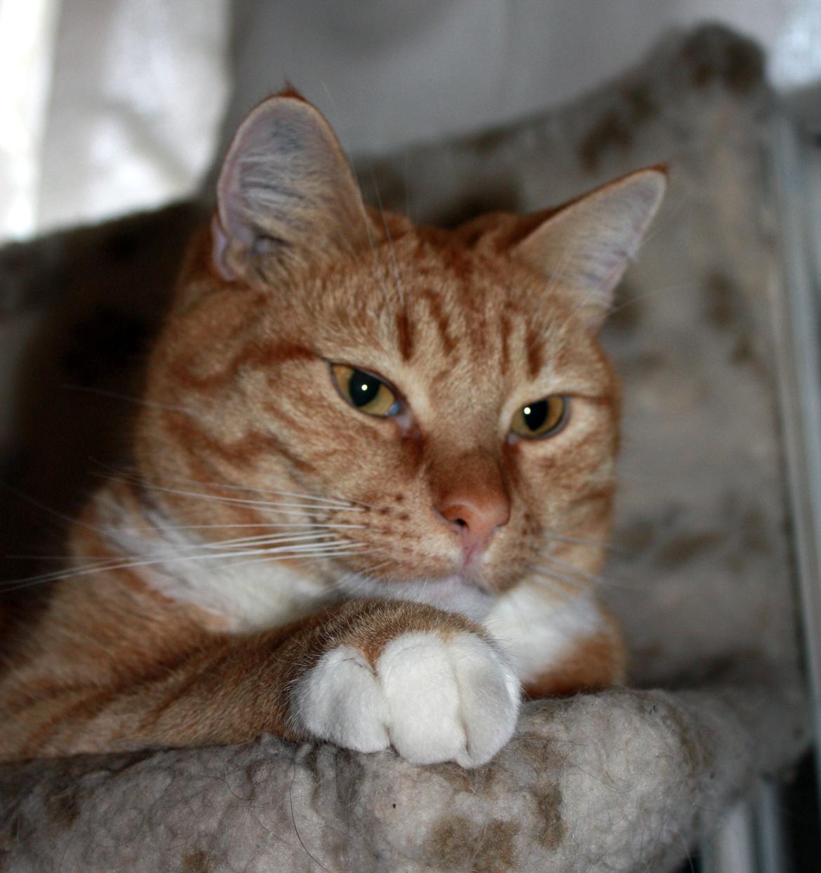 Huskat Røde Lasse Døllehus billede 20