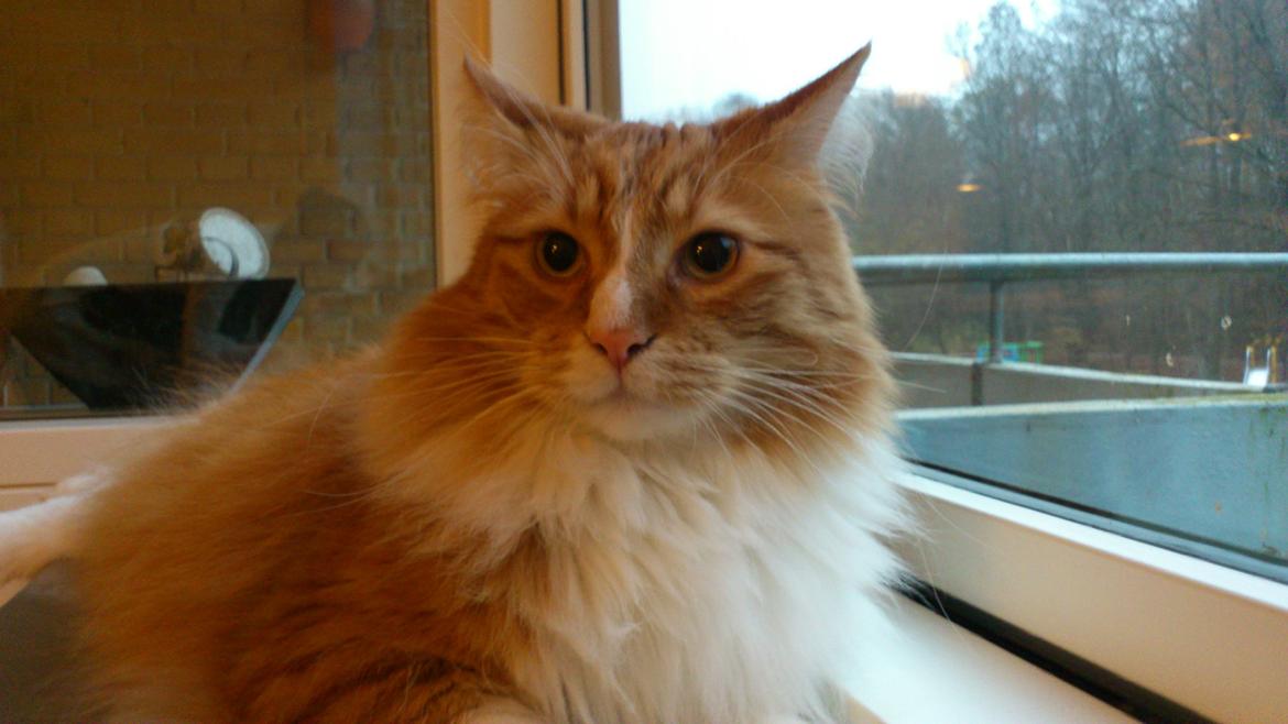 Blanding af racer Freddy billede 2