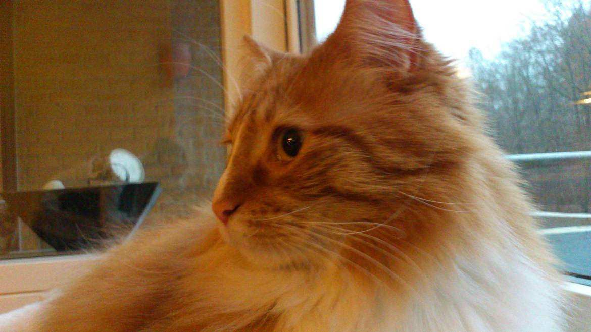 Blanding af racer Freddy billede 1