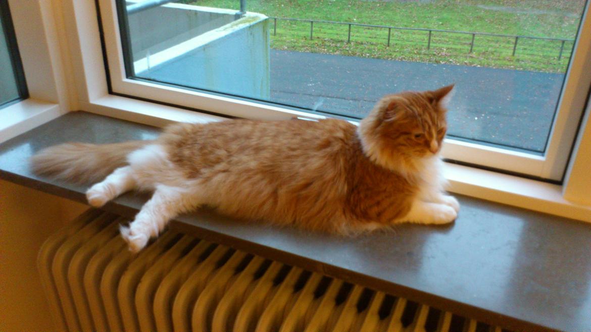 Blanding af racer Freddy billede 3