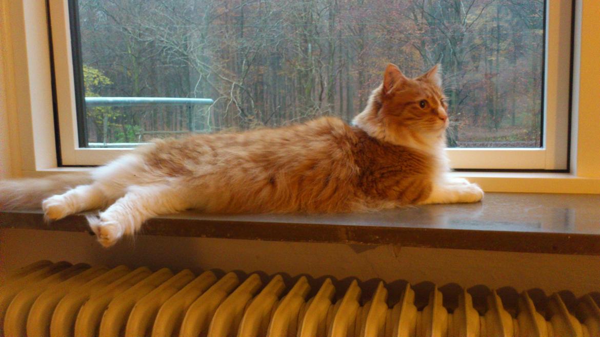 Blanding af racer Freddy billede 5