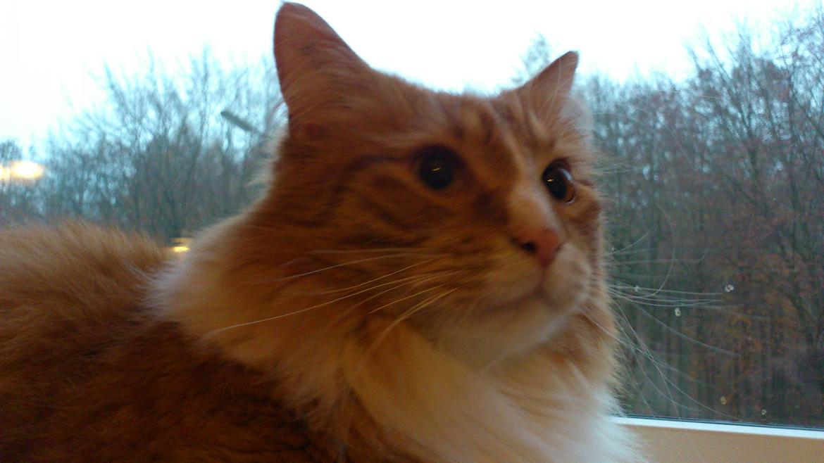 Blanding af racer Freddy billede 6