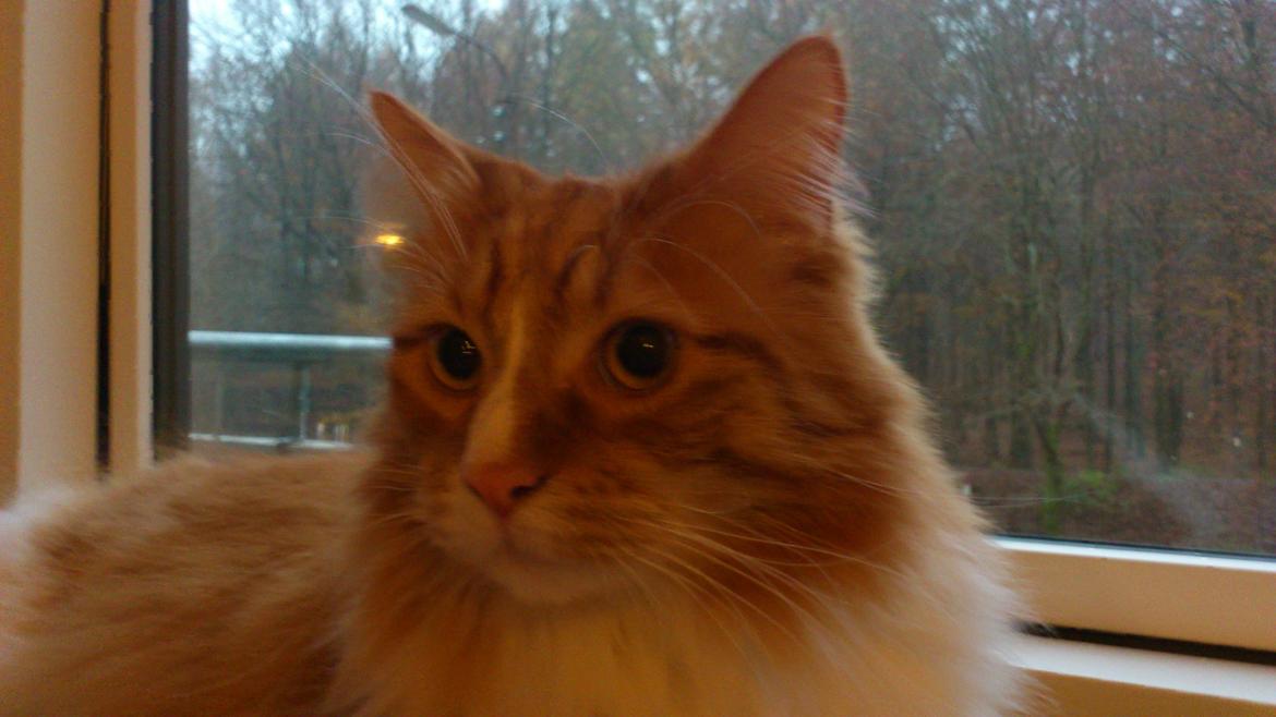 Blanding af racer Freddy billede 7