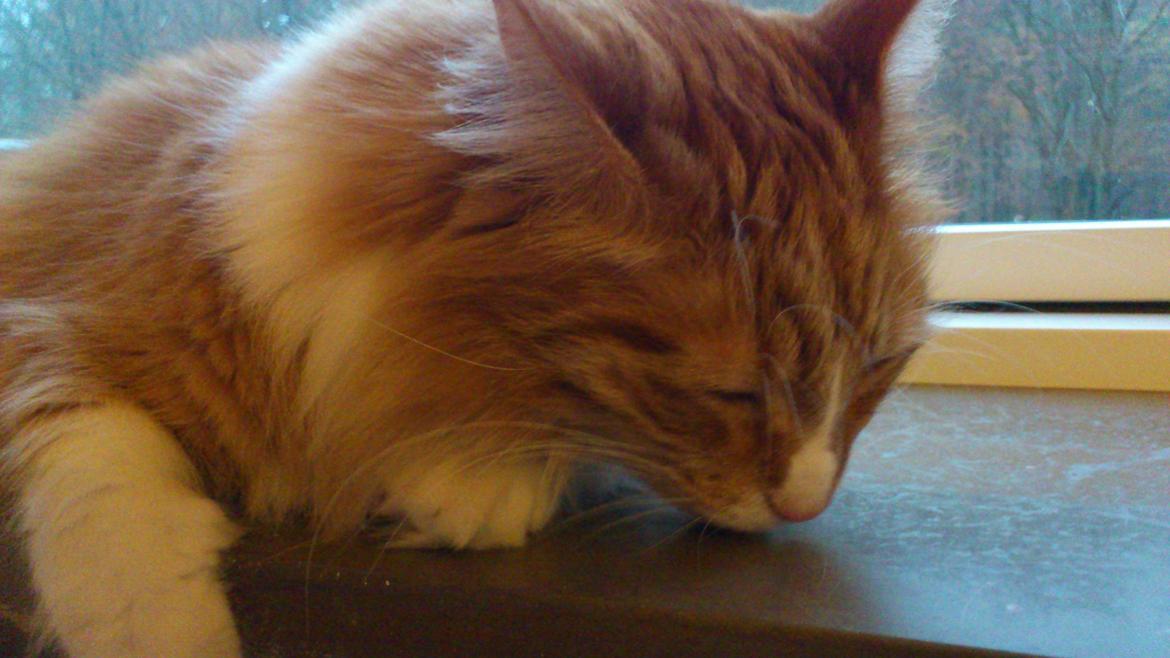 Blanding af racer Freddy billede 8