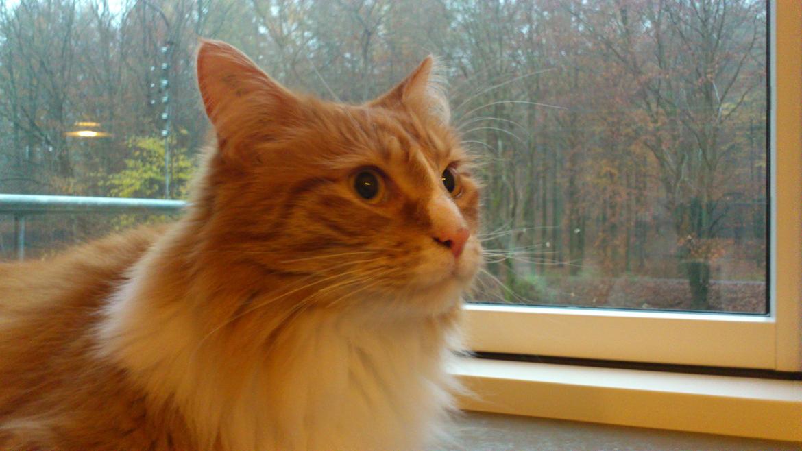 Blanding af racer Freddy billede 9