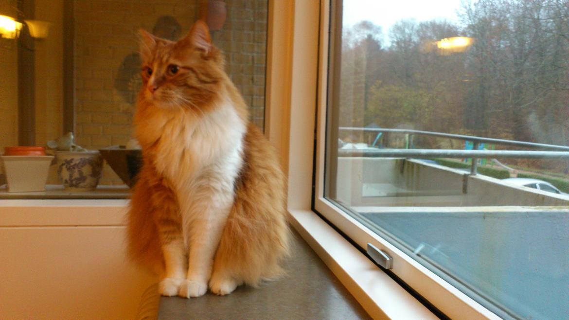 Blanding af racer Freddy billede 10