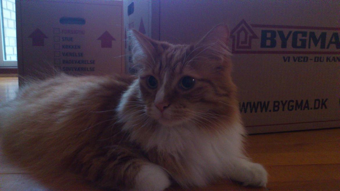 Blanding af racer Freddy billede 11