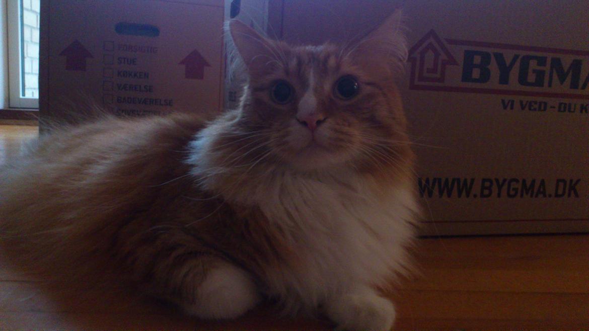 Blanding af racer Freddy billede 12