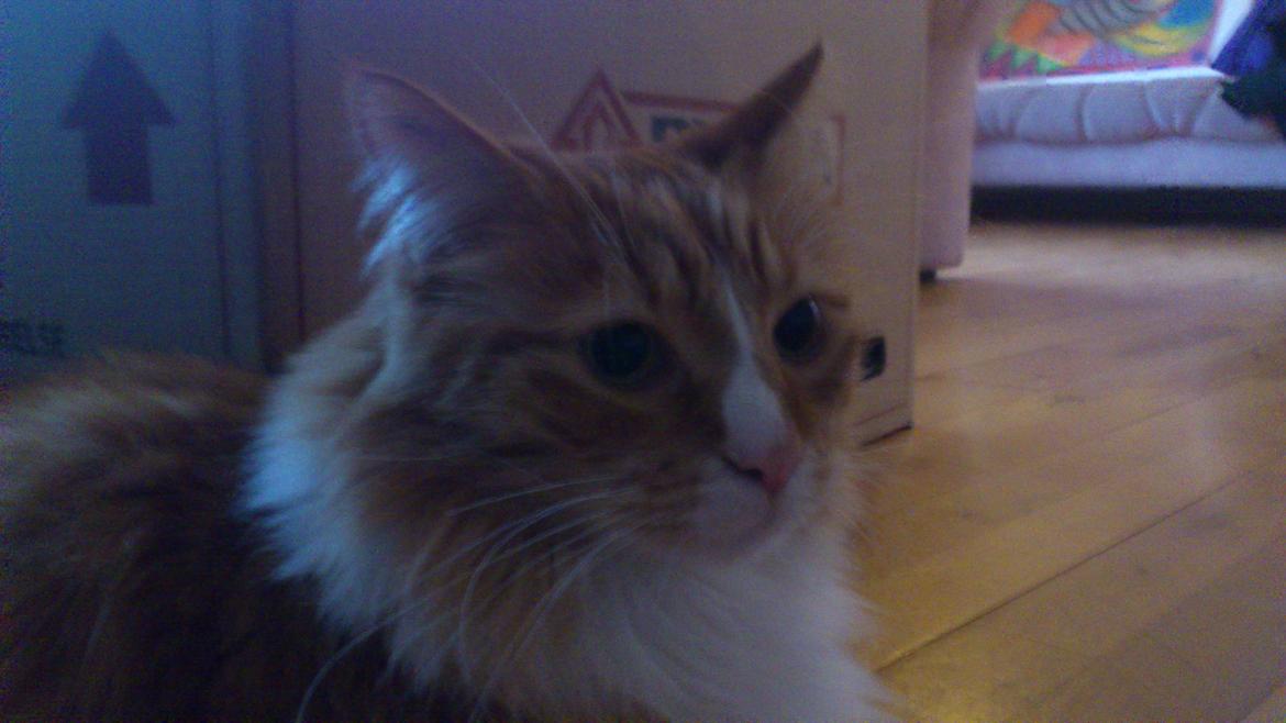 Blanding af racer Freddy billede 13