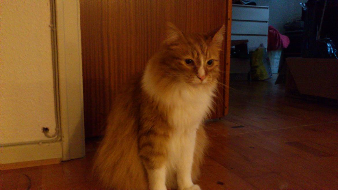 Blanding af racer Freddy billede 4